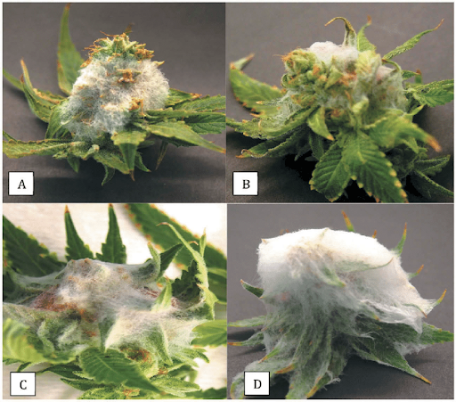 What We Find And Where: Molecular Tools For Fungal Identification In ...